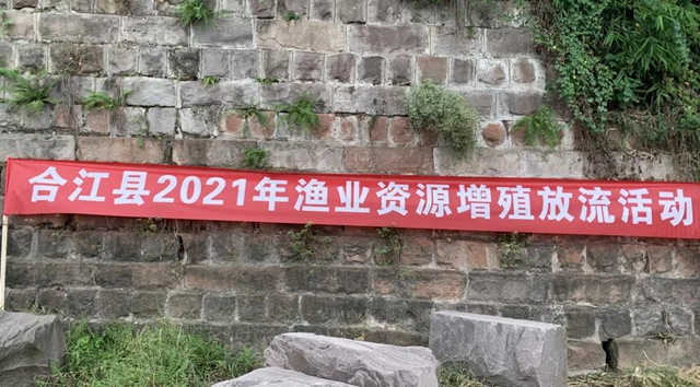 合江：60万尾鱼苗增殖放流长江(图3)