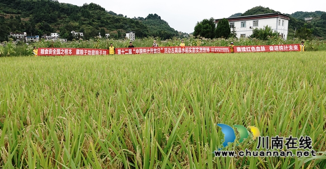 藏粮于地，藏粮于技！国家统计局古蔺调查队“统计开放日”开展实割实测活动(图2)