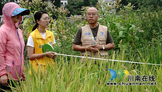 藏粮于地，藏粮于技！国家统计局古蔺调查队“统计开放日”开展实割实测活动(图4)