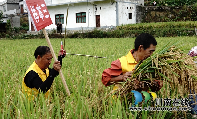 藏粮于地，藏粮于技！国家统计局古蔺调查队“统计开放日”开展实割实测活动(图9)