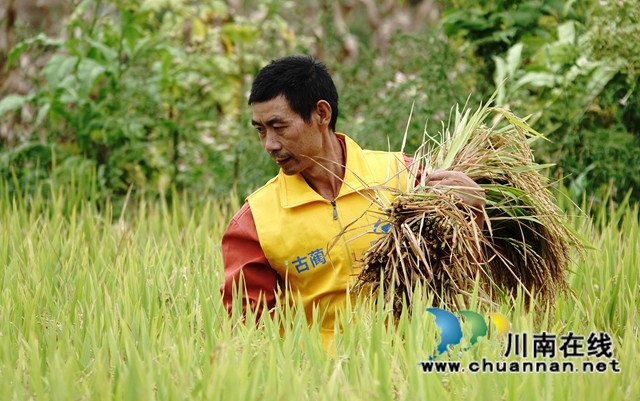 藏粮于地，藏粮于技！国家统计局古蔺调查队“统计开放日”开展实割实测活动(图6)