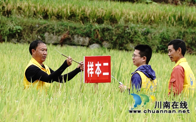 藏粮于地，藏粮于技！国家统计局古蔺调查队“统计开放日”开展实割实测活动(图7)