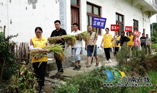 藏粮于地，藏粮于技！国家统计局古蔺调查队“统计开放日”开展实割实测活动(图14)