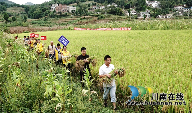 藏粮于地，藏粮于技！国家统计局古蔺调查队“统计开放日”开展实割实测活动(图13)