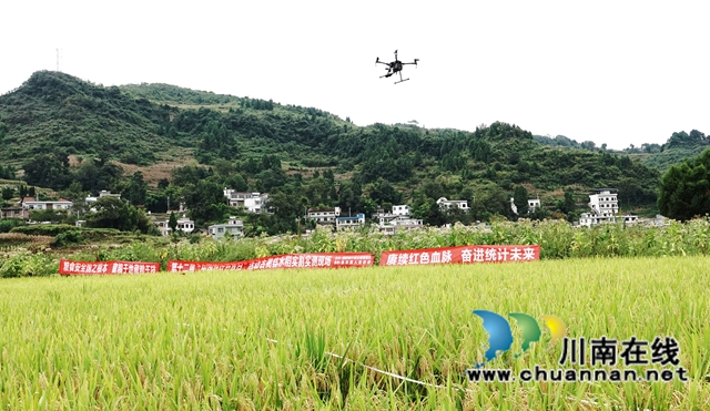 藏粮于地，藏粮于技！国家统计局古蔺调查队“统计开放日”开展实割实测活动(图12)