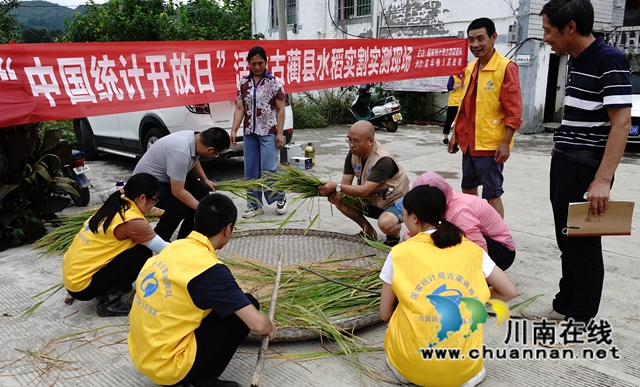 藏粮于地，藏粮于技！国家统计局古蔺调查队“统计开放日”开展实割实测活动(图15)