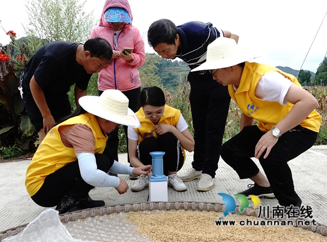 藏粮于地，藏粮于技！国家统计局古蔺调查队“统计开放日”开展实割实测活动(图17)