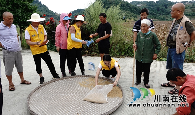 藏粮于地，藏粮于技！国家统计局古蔺调查队“统计开放日”开展实割实测活动(图18)