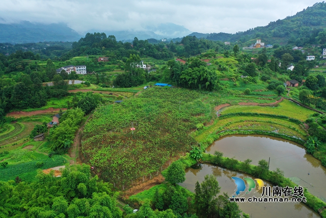 合江县甘雨镇：猕猴桃丰收奏响乡村振兴曲(图3)