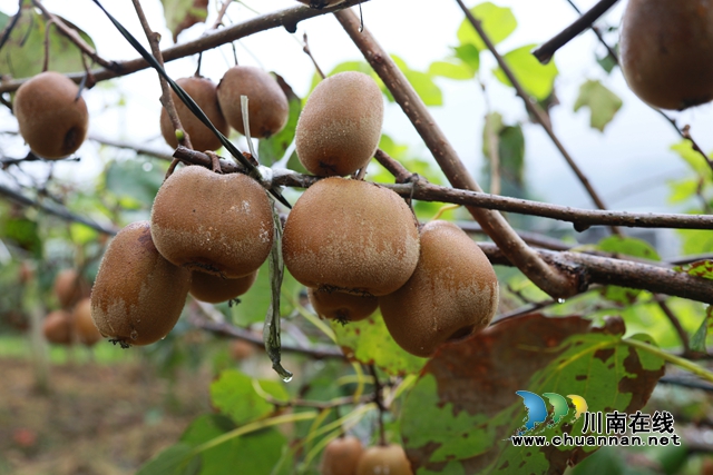 合江县甘雨镇：猕猴桃丰收奏响乡村振兴曲(图4)