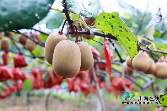 合江县甘雨镇：猕猴桃丰收奏响乡村振兴曲(图6)