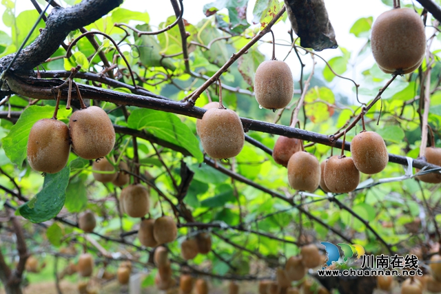 合江县甘雨镇：猕猴桃丰收奏响乡村振兴曲(图5)