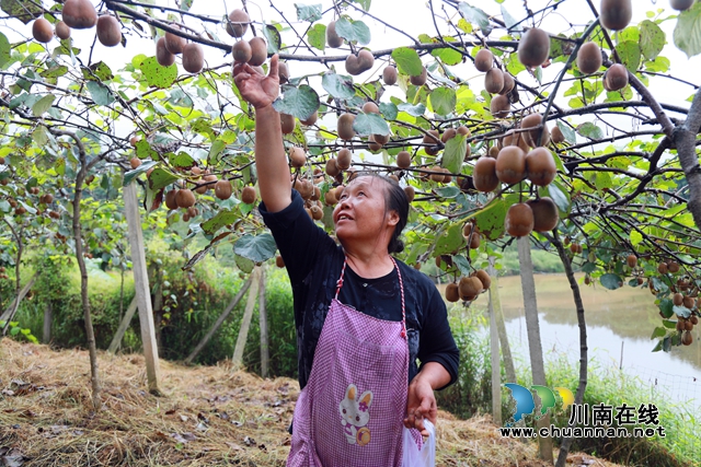 合江县甘雨镇：猕猴桃丰收奏响乡村振兴曲(图7)