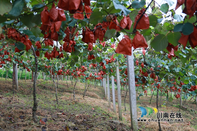 合江县甘雨镇：猕猴桃丰收奏响乡村振兴曲(图9)