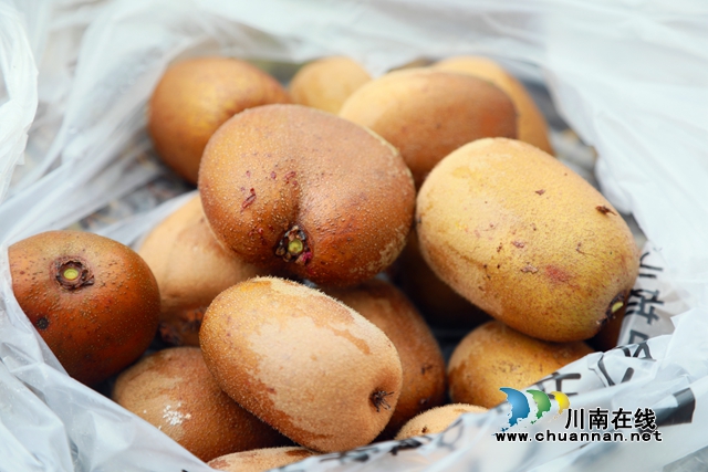 合江县甘雨镇：猕猴桃丰收奏响乡村振兴曲(图8)