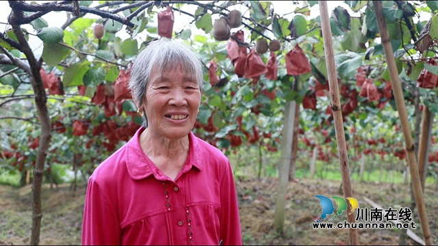 合江县甘雨镇：猕猴桃丰收奏响乡村振兴曲(图11)
