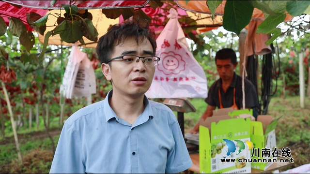 合江县甘雨镇：猕猴桃丰收奏响乡村振兴曲(图12)