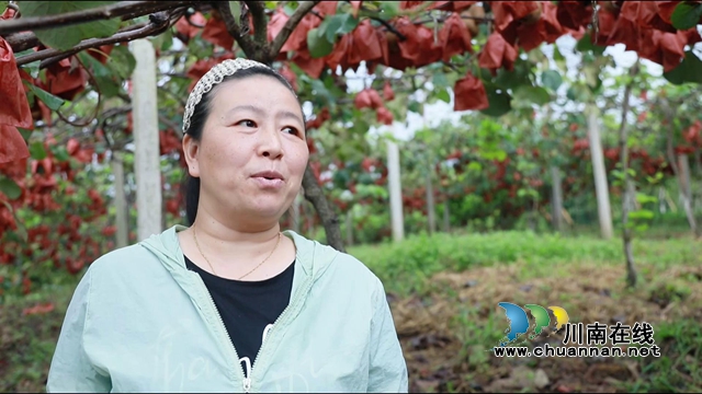 合江县甘雨镇：猕猴桃丰收奏响乡村振兴曲(图10)