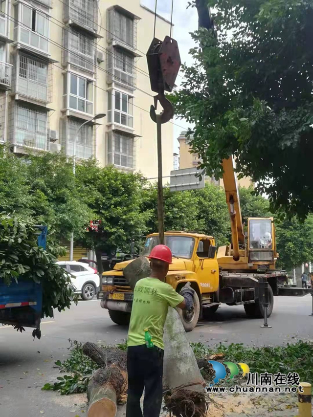 泸县：大树撞倒阻碍交通，绿化工人巧手化险(图2)