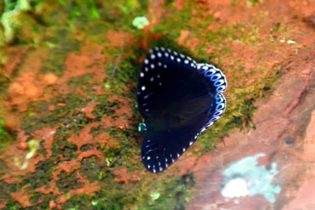 【多图】黄荆老林湿地生态美如画(图42)