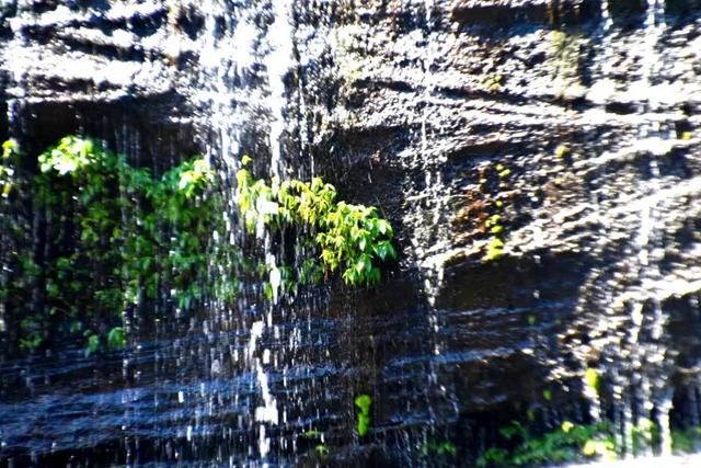【多图】黄荆老林湿地生态美如画(图37)
