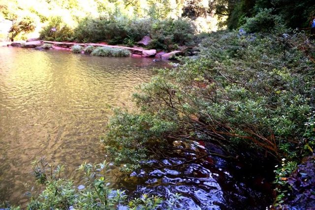 【多图】黄荆老林湿地生态美如画(图7)