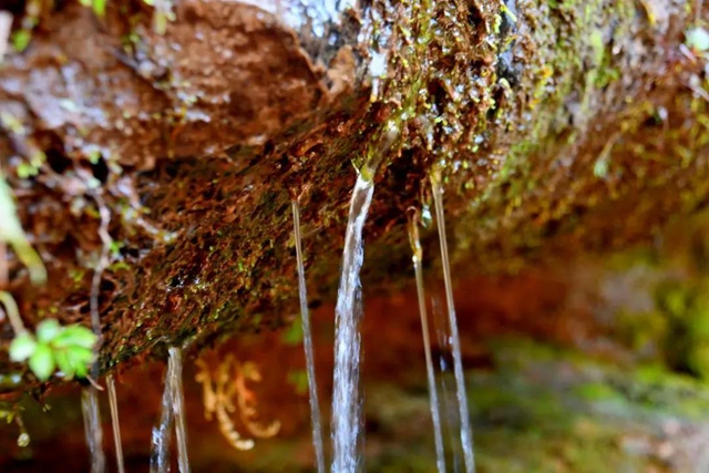 【多图】黄荆老林湿地生态美如画(图14)