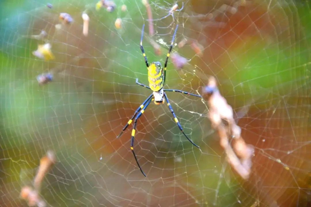 【多图】黄荆老林湿地生态美如画(图55)