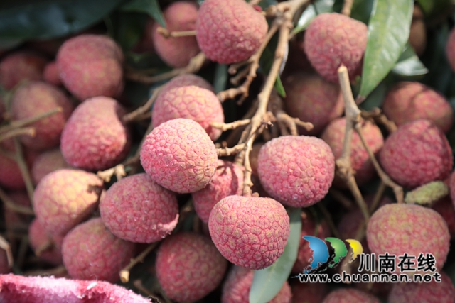 【启航新征程】这五年：合江农业描绘出甜美乡村画卷！(图3)