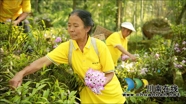 【启航新征程】这五年：合江农业描绘出甜美乡村画卷！(图14)