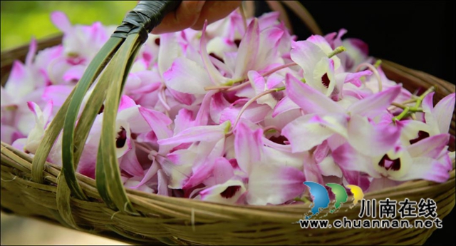 【启航新征程】这五年：合江农业描绘出甜美乡村画卷！(图13)