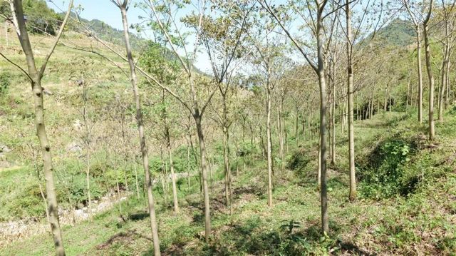 黄精变“黄金”！古蔺村民采收忙……(图4)