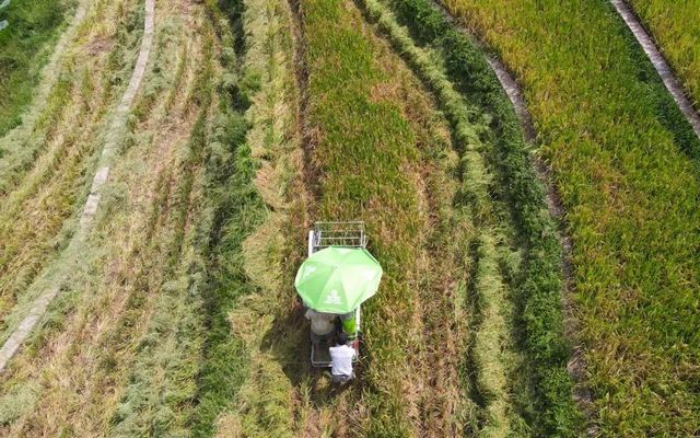 科技助农！古蔺高山冷水稻丰收啦(图2)