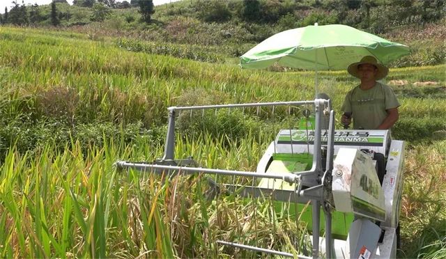 科技助农！古蔺高山冷水稻丰收啦(图3)