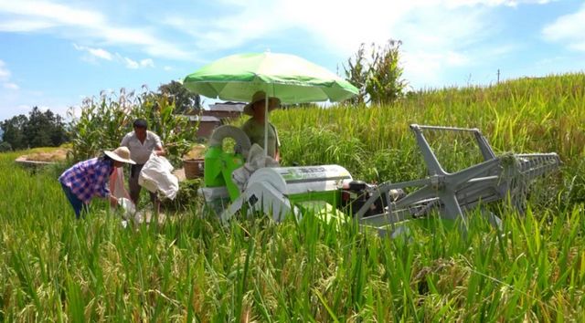 科技助农！古蔺高山冷水稻丰收啦(图4)