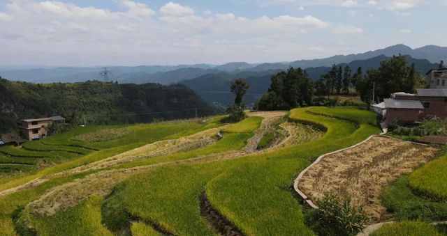 科技助农！古蔺高山冷水稻丰收啦(图5)