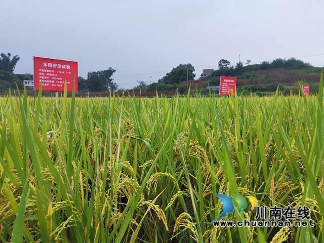 灾后丰收第一单！泸县再生稻总产突破7.9万吨(图3)