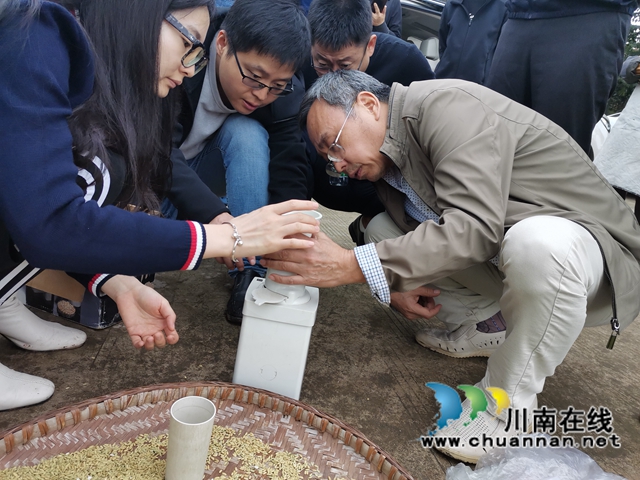 灾后丰收第一单！泸县再生稻总产突破7.9万吨(图5)