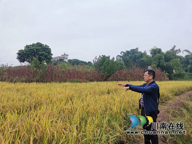 灾后丰收第一单！泸县再生稻总产突破7.9万吨(图8)