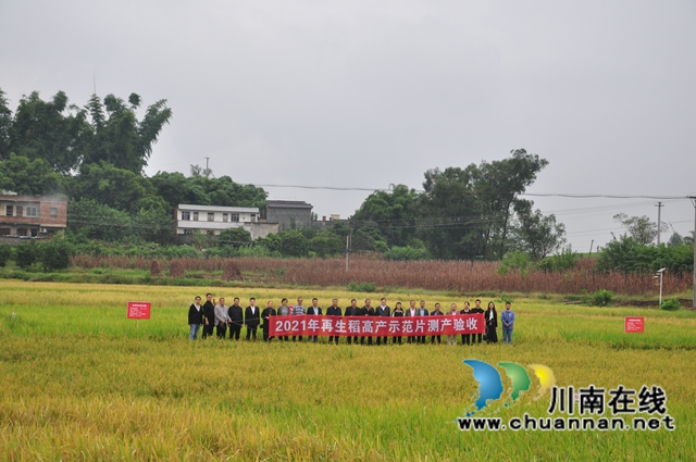 灾后丰收第一单！泸县再生稻总产突破7.9万吨(图9)