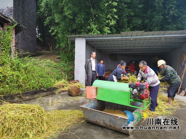 灾后丰收第一单！泸县再生稻总产突破7.9万吨(图6)