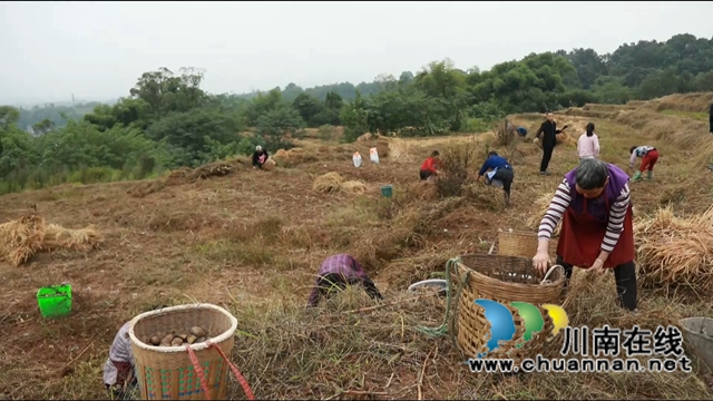 合江县大桥镇：秋种土豆盖“被子”，春收一窝“胖小子”(图4)