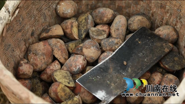 合江县大桥镇：秋种土豆盖“被子”，春收一窝“胖小子”(图8)