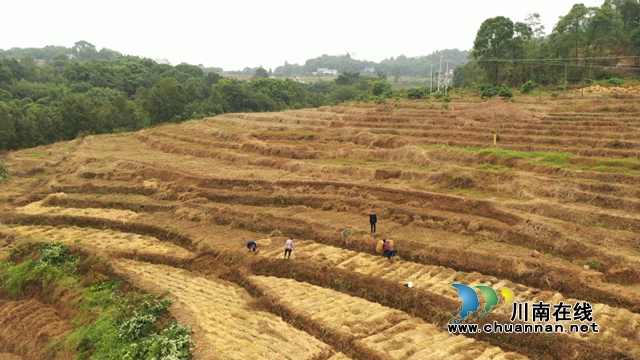 合江县大桥镇：秋种土豆盖“被子”，春收一窝“胖小子”(图3)