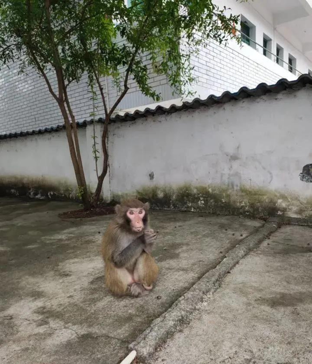 古蔺：“猴哥”溜进校园，不仅“蹭吃蹭喝”还想“蹭课”，被警察抓了！(图3)