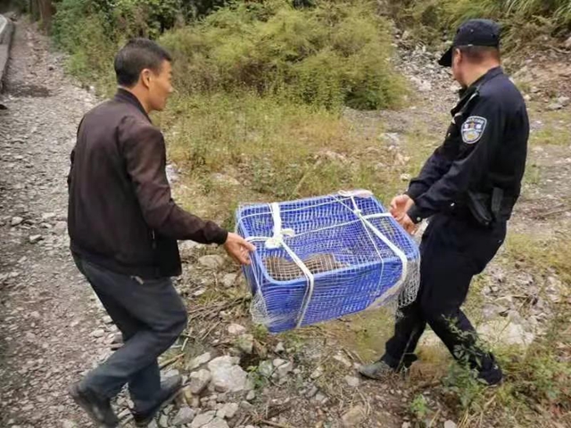 古蔺：“猴哥”溜进校园，不仅“蹭吃蹭喝”还想“蹭课”，被警察抓了！(图4)