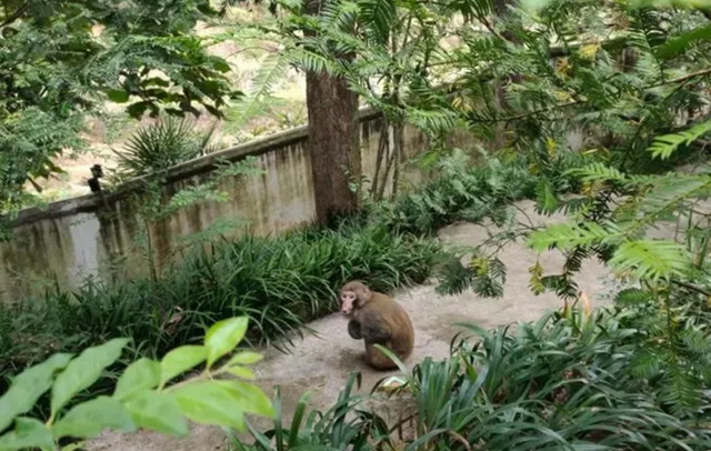 古蔺：“猴哥”溜进校园，不仅“蹭吃蹭喝”还想“蹭课”，被警察抓了！(图2)