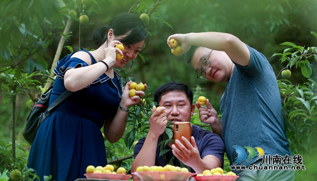 纳溪区太和村：蜂糖李最高卖到88元/斤！(图2)