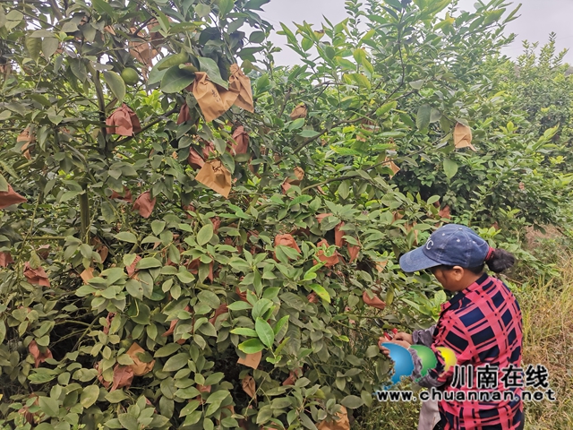 泸县：千亩柠檬熟了，村民日子甜了！(图3)