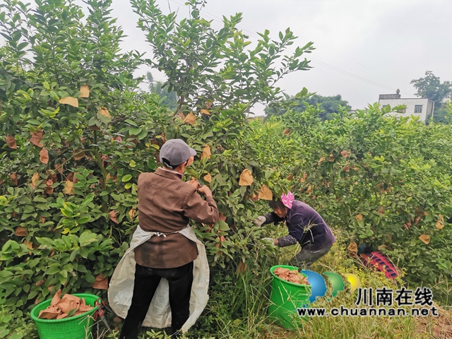 泸县：千亩柠檬熟了，村民日子甜了！(图4)